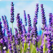Óleo de Lavanda 40/42